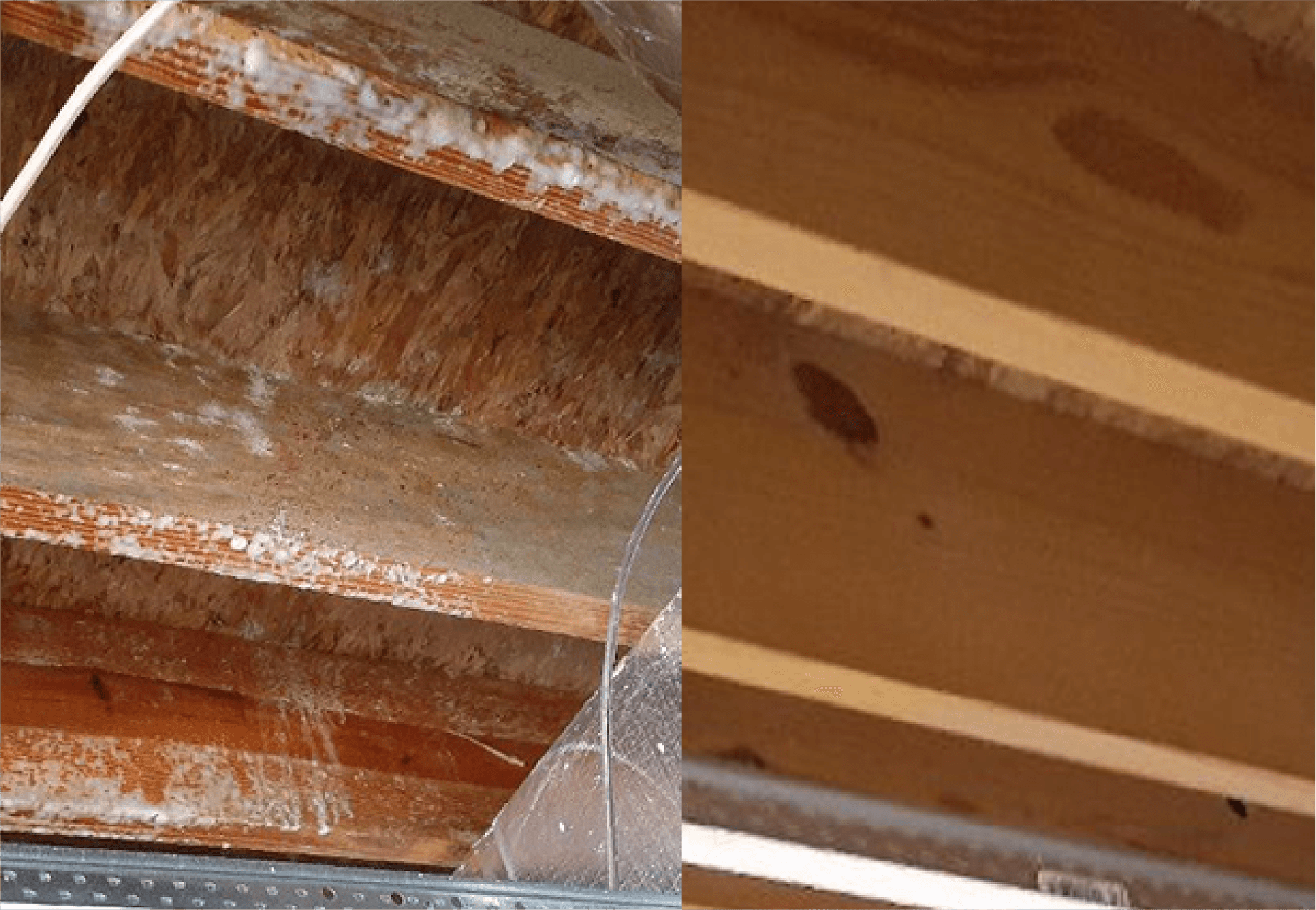 Quality Restoration Experts – mold remediation travis heights austin tx