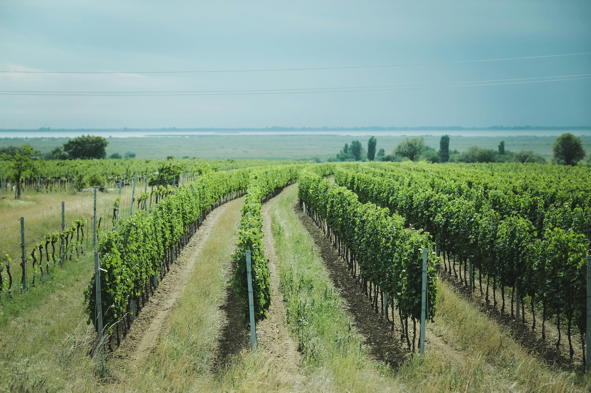 Hidden Gems Among Sacramento Wineries You Should Explore