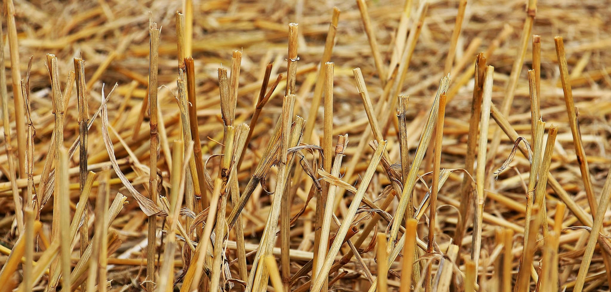 Bulk Wood Shavings for Efficient Waste Management