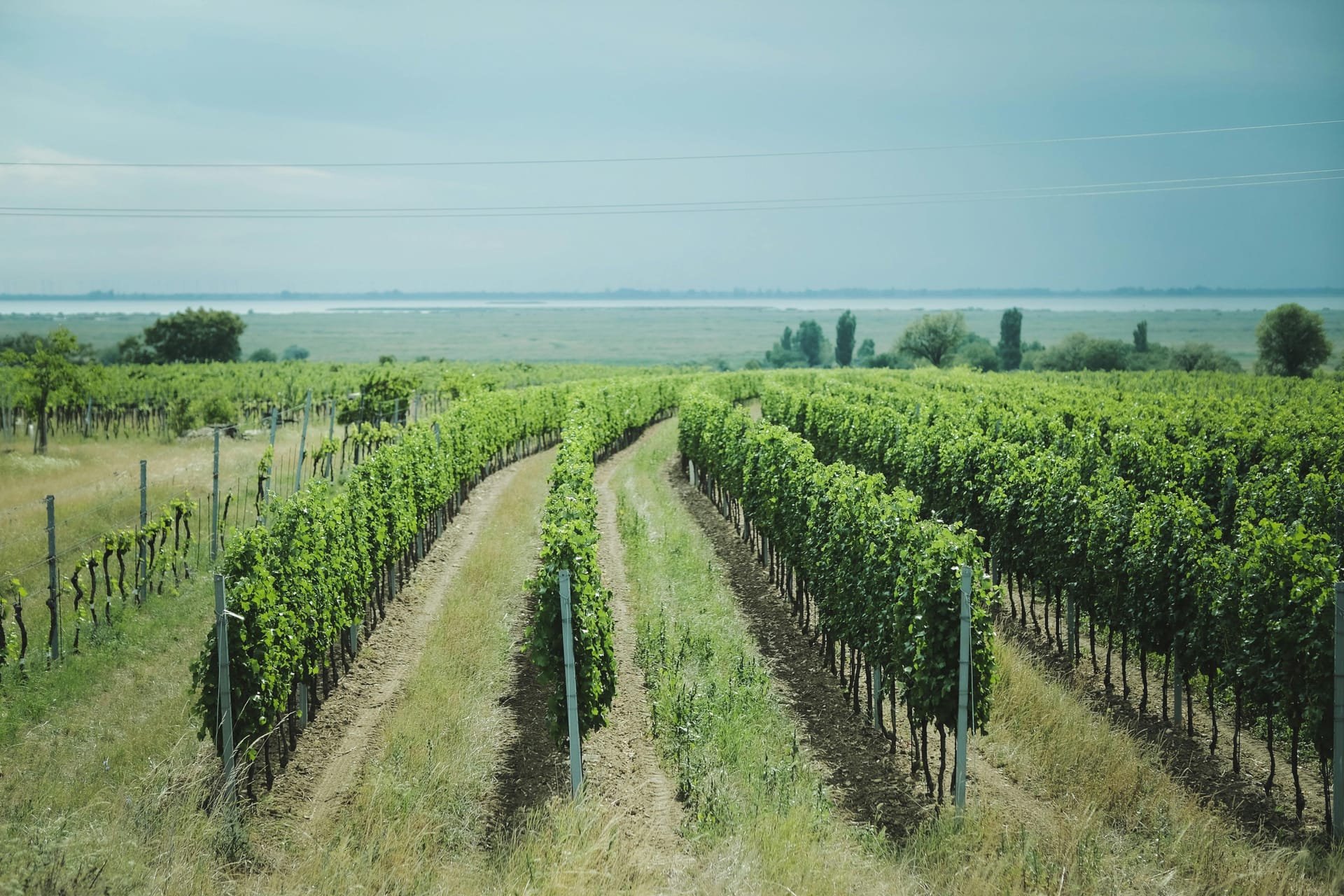 Hidden Gems Among Sacramento Wineries You Should Explore
