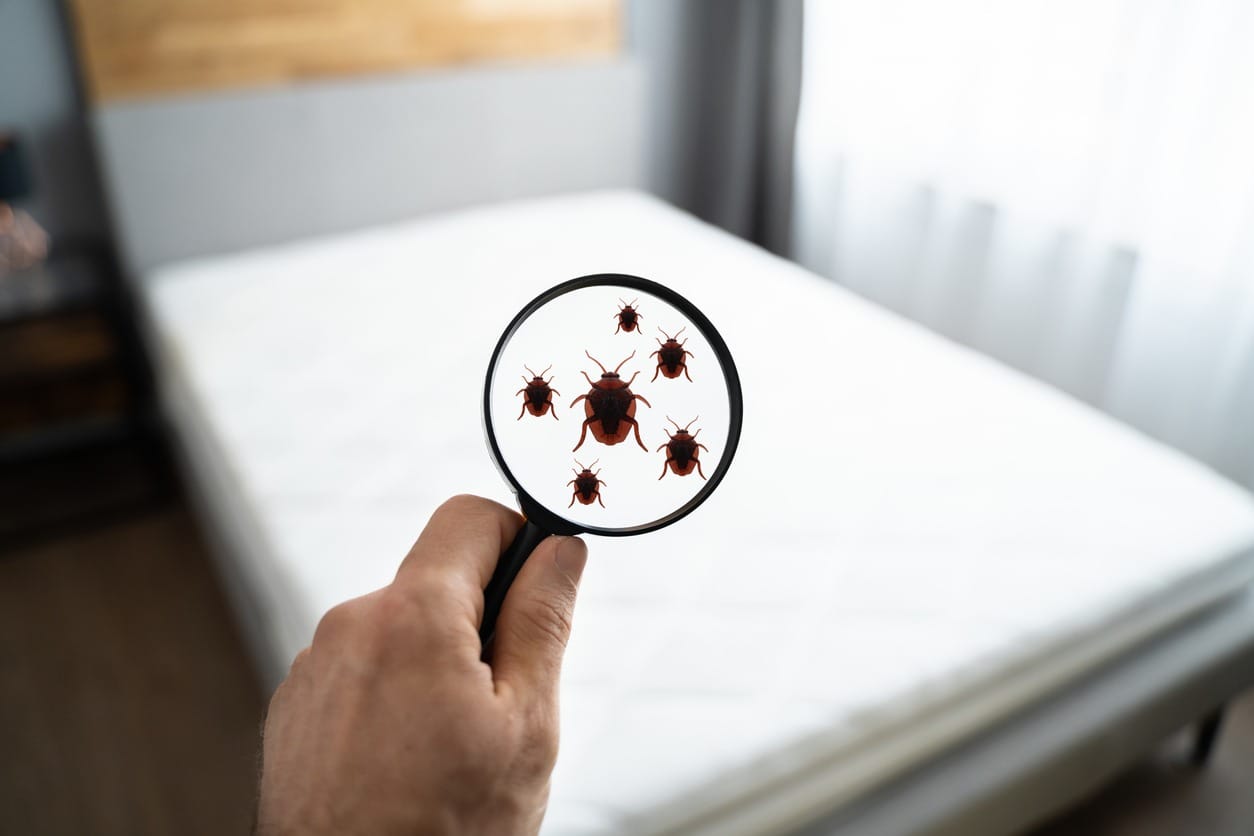 Mattress Cleaning Dubai – Fast Booking, Professional Results