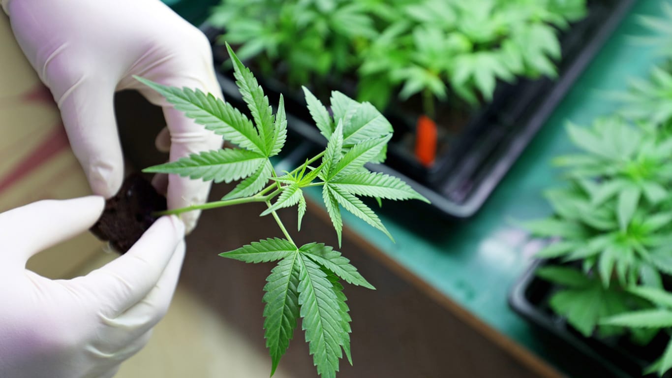 Premium Fat Panda Cannabis for Chiang Mai Locals & Visitors