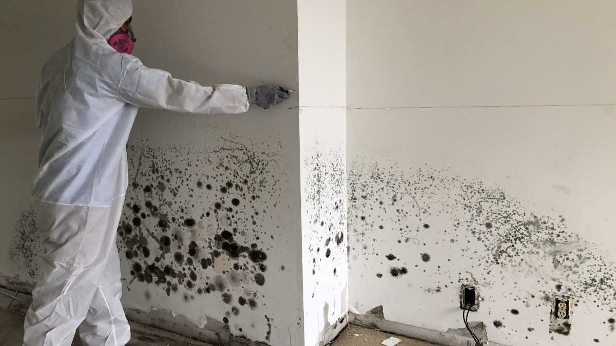 Quality Restoration Experts – mold remediation travis heights austin tx