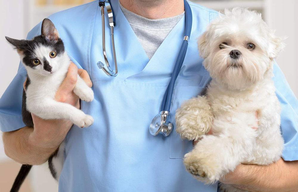 Vet Home Certs: Easy Animal Health Certificates Before You Travel