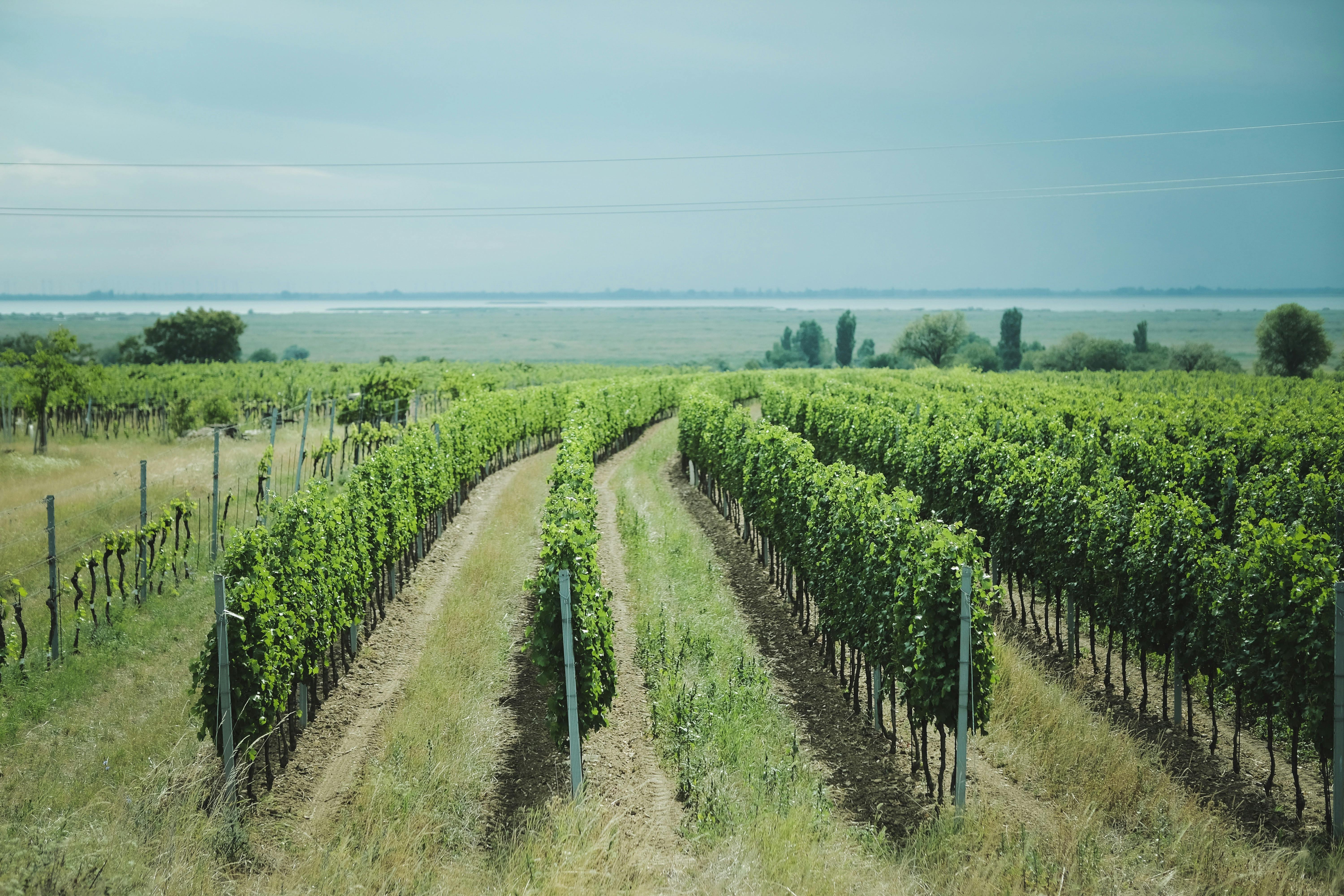 Hidden Gems Among Sacramento Wineries You Should Explore