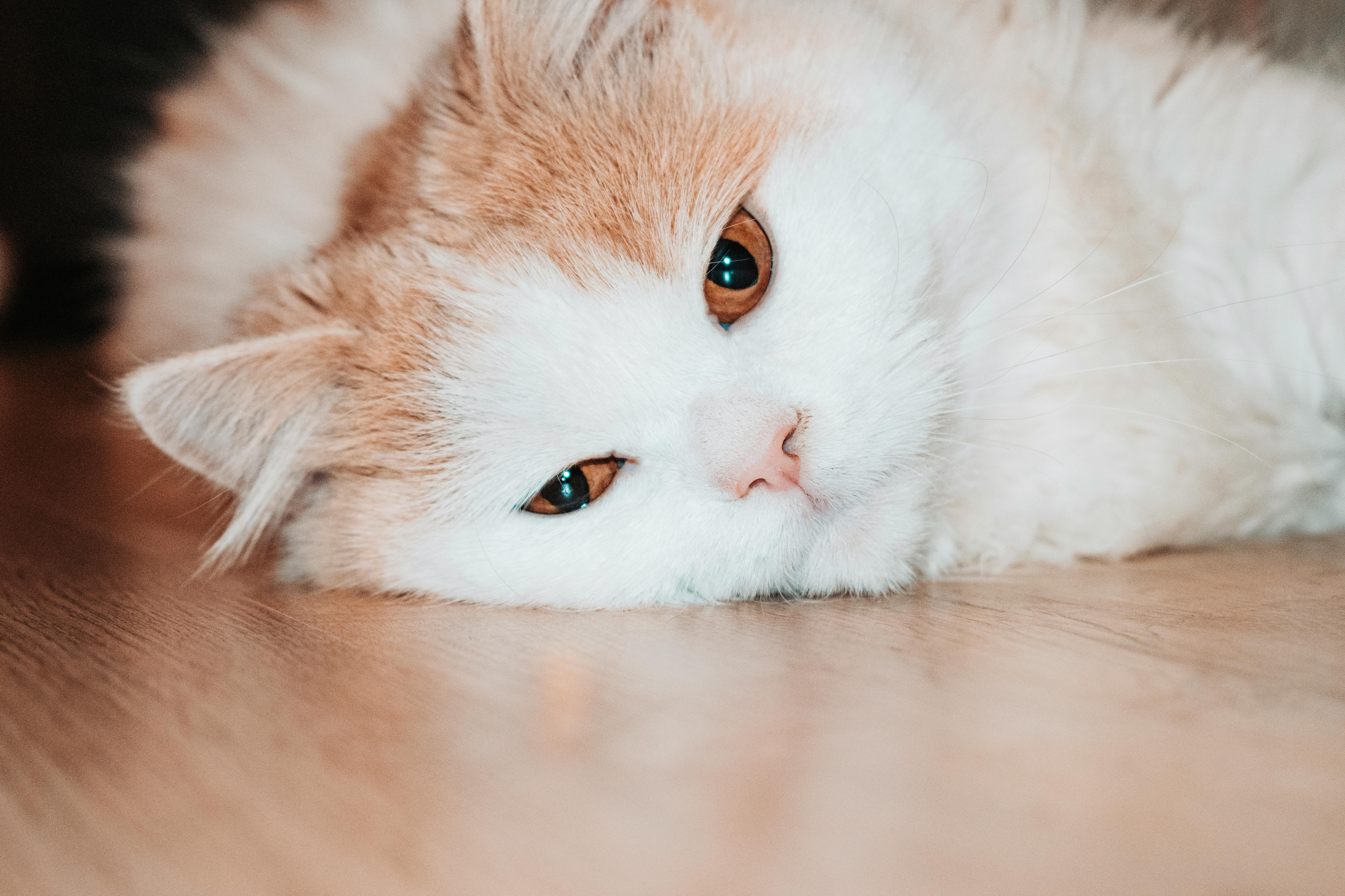 Maine Coon Kittens for Sale Northern California from Roseville Breeder