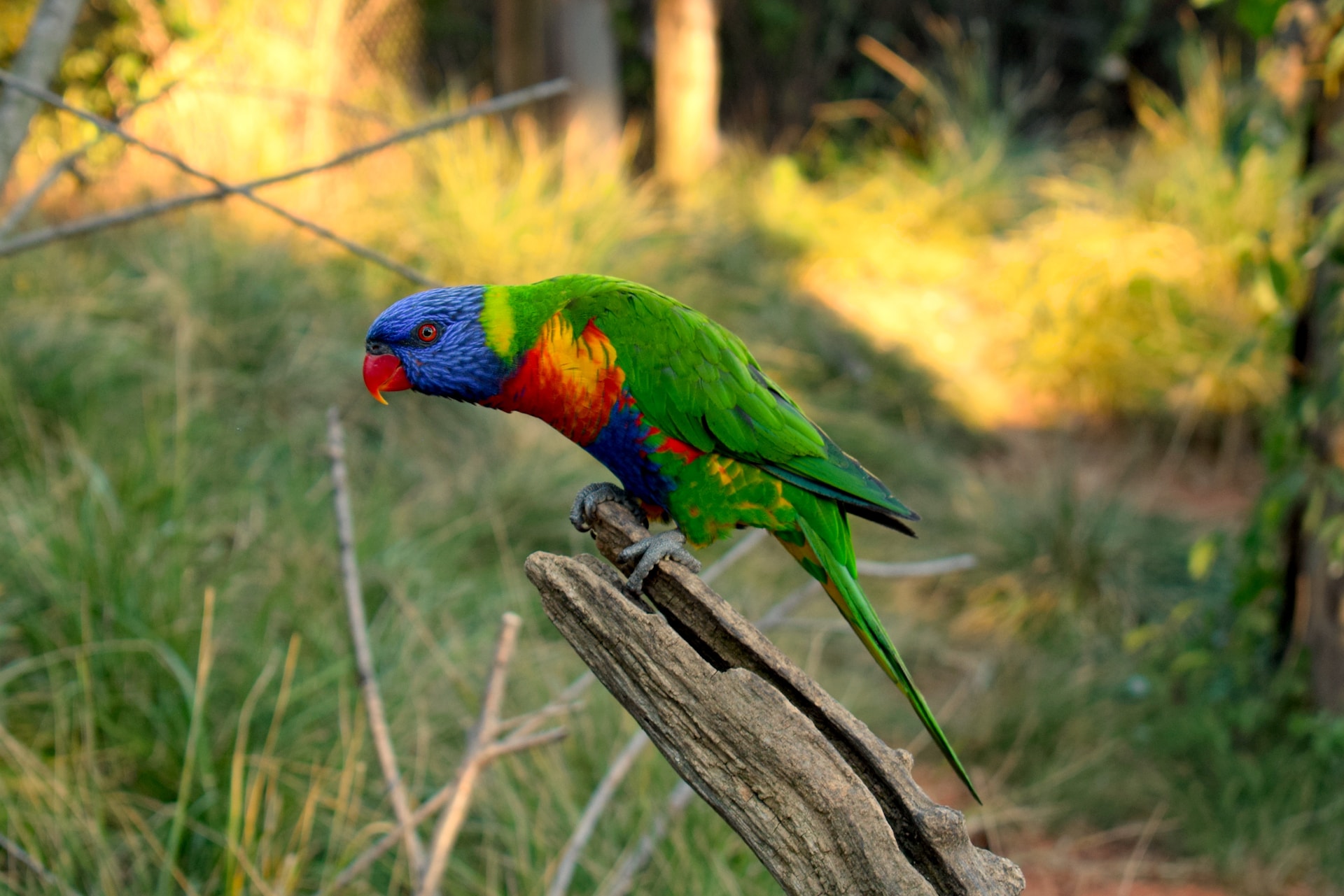 Exotic Birds – Farm Raised Excellence at Amazing Birds Farm