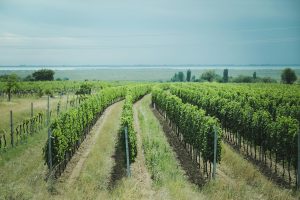 pexels-andreas-schnabl-1775843-28899930