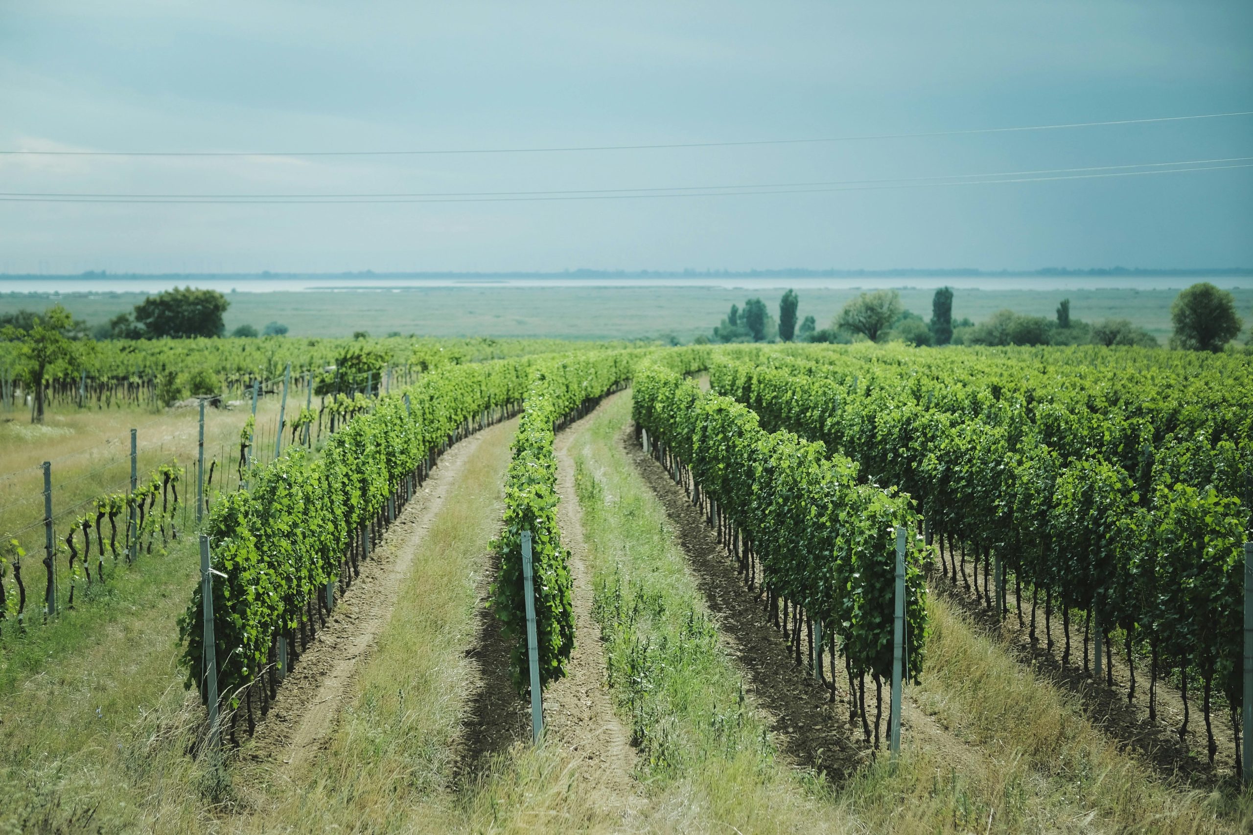 pexels-andreas-schnabl-1775843-28899930