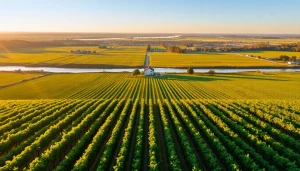 Carksburg CA vineyards bathed in golden hour light, showcasing serene landscapes.