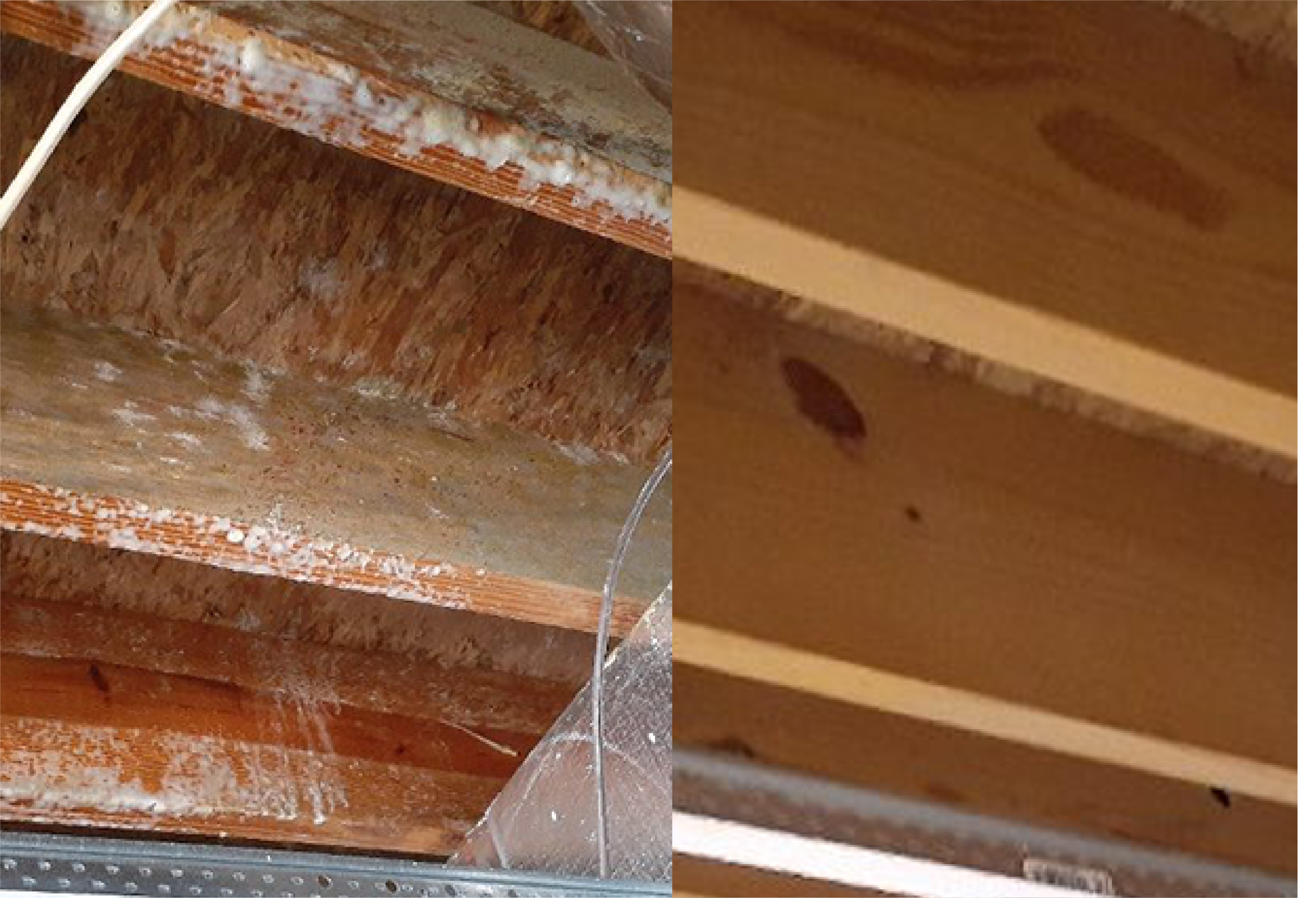 Quality Restoration Experts – mold remediation travis heights austin tx